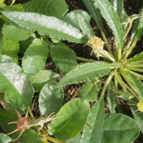 สมาชิกหมายเลข 6203244