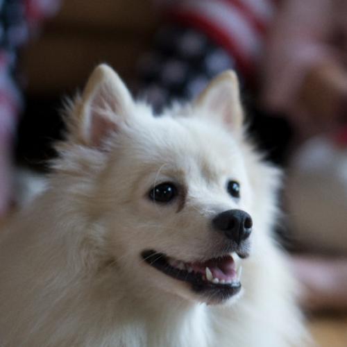 สมาชิกหมายเลข 6203325