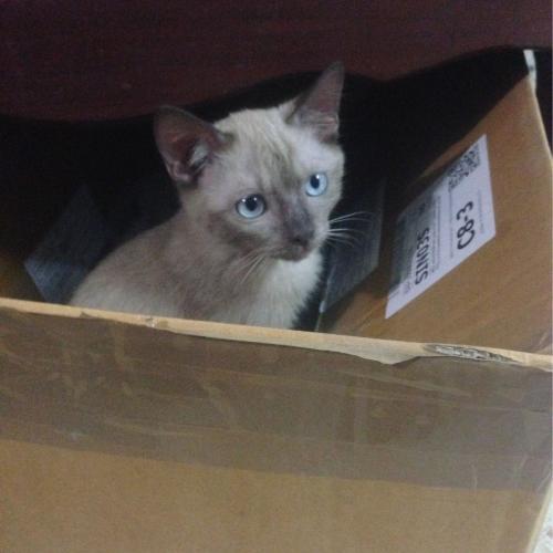 สมาชิกหมายเลข 2975587