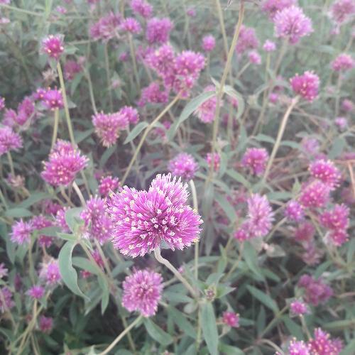 สมาชิกหมายเลข 2495826