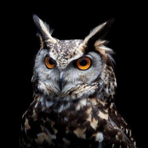 สมาชิกหมายเลข 4457845