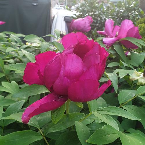 สมาชิกหมายเลข 6052082