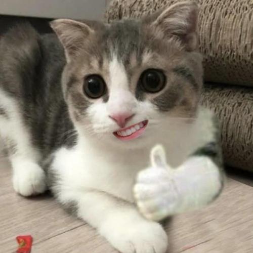 สมาชิกหมายเลข 6850909