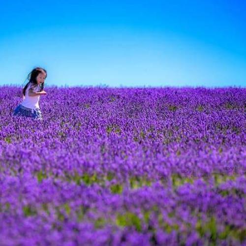 สมาชิกหมายเลข 4303886