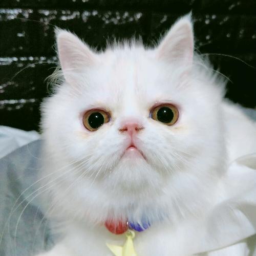 สมาชิกหมายเลข 6205175