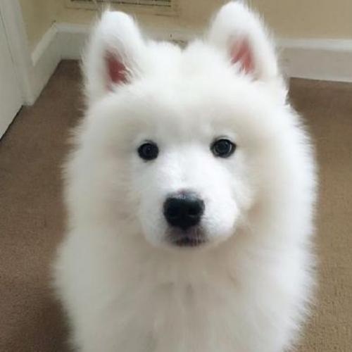 สมาชิกหมายเลข 4498949