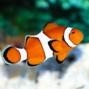 สมาชิกหมายเลข 4831430