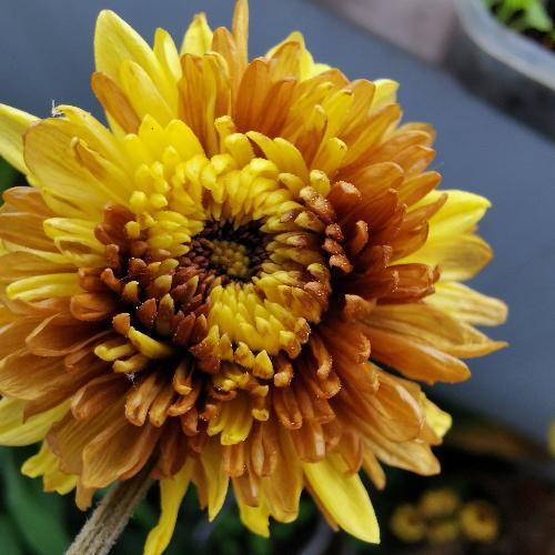 สมาชิกหมายเลข 3275036