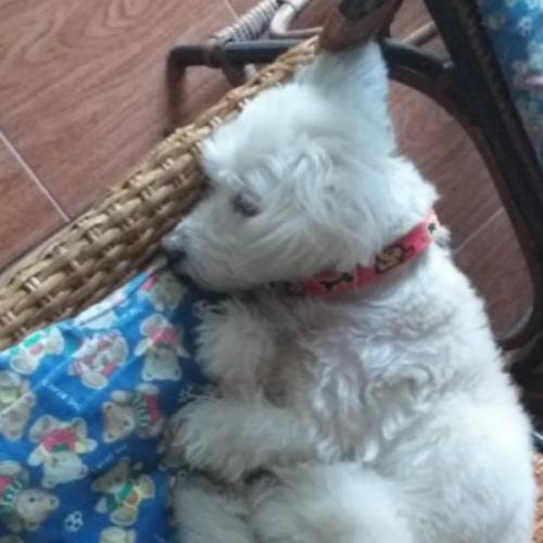 สมาชิกหมายเลข 6155650