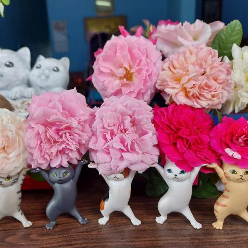 สมาชิกหมายเลข 6852941