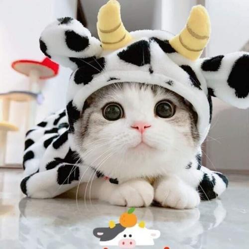 สมาชิกหมายเลข 6852979