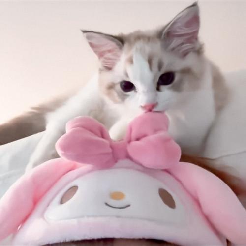 สมาชิกหมายเลข 4395017