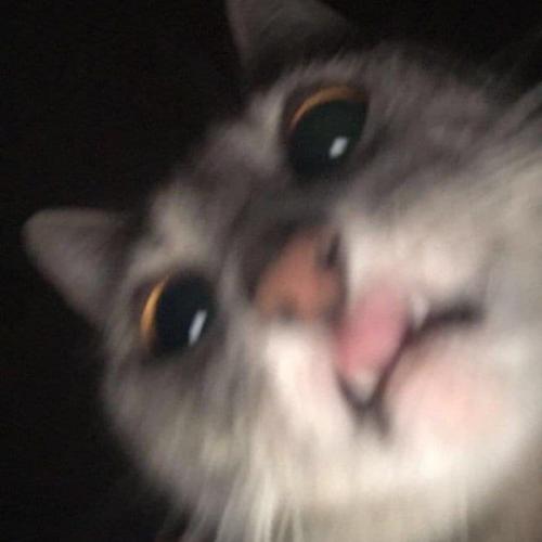 สมาชิกหมายเลข 5262483