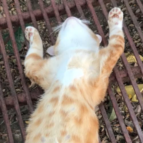 สมาชิกหมายเลข 4762668