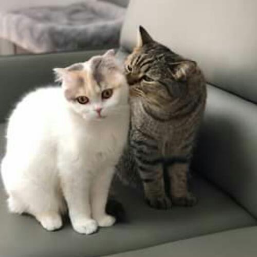 สมาชิกหมายเลข 4499734