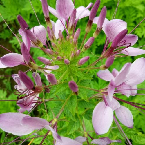 สมาชิกหมายเลข 5178017