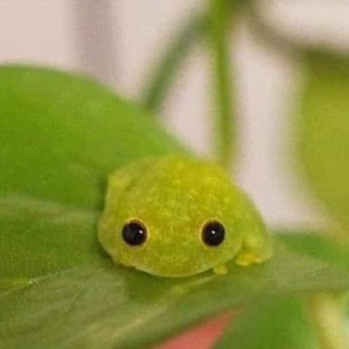 สมาชิกหมายเลข 6207310