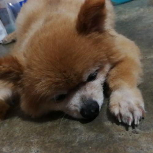 สมาชิกหมายเลข 6237732