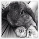 สมาชิกหมายเลข 4499811