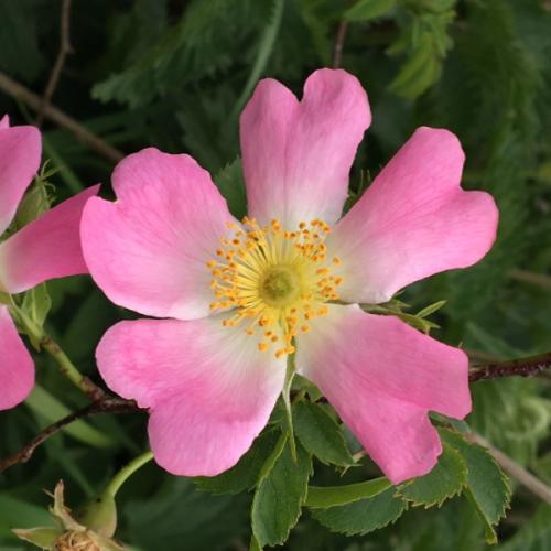 สมาชิกหมายเลข 4301080