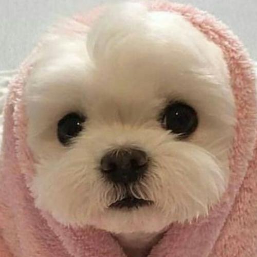 สมาชิกหมายเลข 6855696