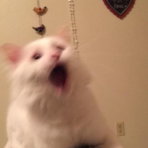 สมาชิกหมายเลข 5291982