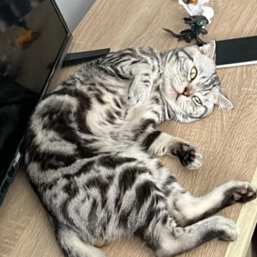 สมาชิกหมายเลข 4011041