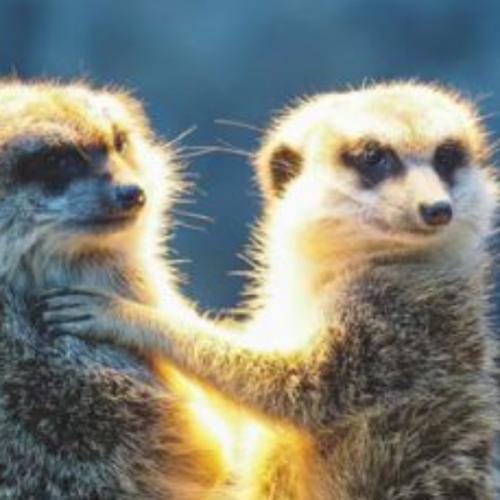 สมาชิกหมายเลข 8557976