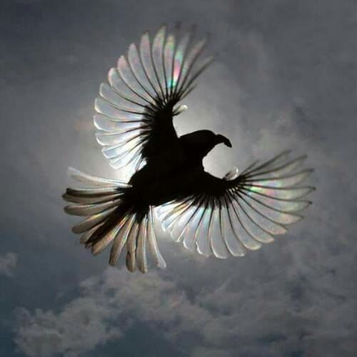 สมาชิกหมายเลข 4392119