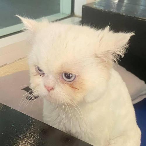 สมาชิกหมายเลข 5117320