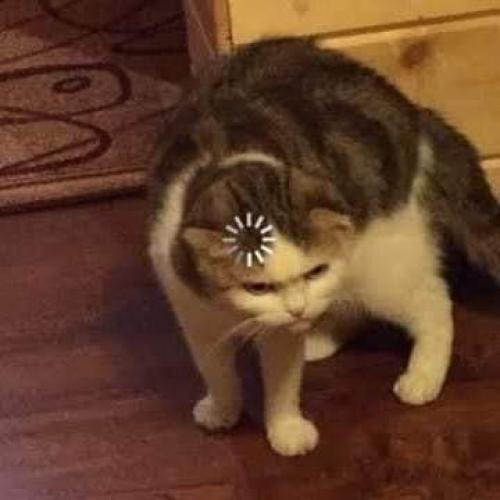 สมาชิกหมายเลข 2087358