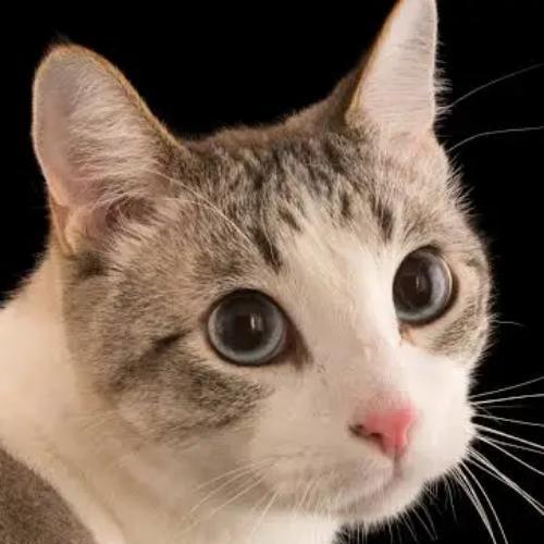 สมาชิกหมายเลข 8550575