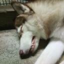 สมาชิกหมายเลข 4043432