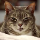 สมาชิกหมายเลข 4043717