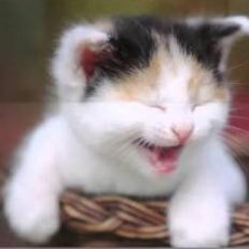 ฆาตกรสุดหล่อ