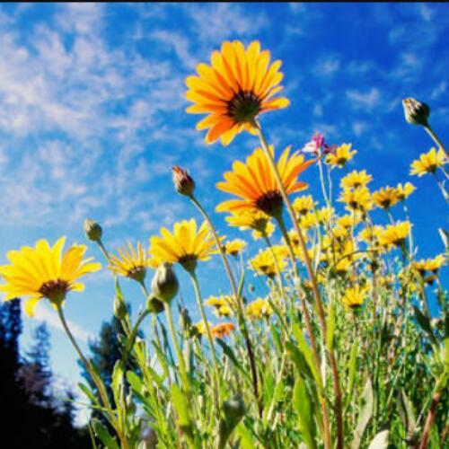 สมาชิกหมายเลข 4500644