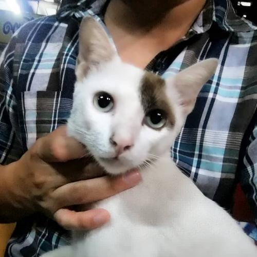 สมาชิกหมายเลข 4833870