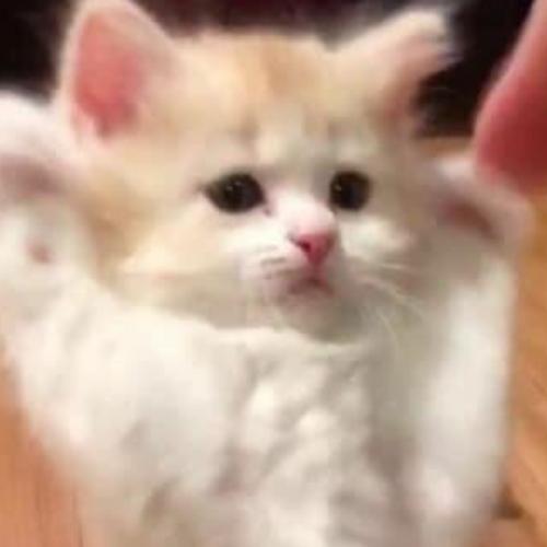 สมาชิกหมายเลข 6857878