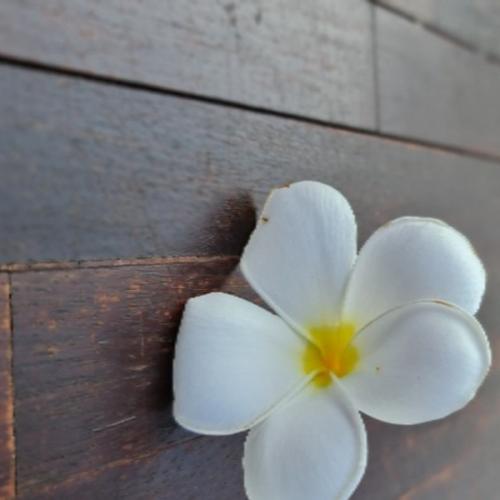 นู๋ไม่มีเลขสมาชิก