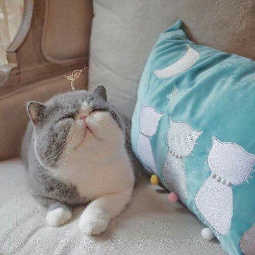 สมาชิกหมายเลข 4501159