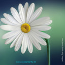 สมาชิกหมายเลข 4833963