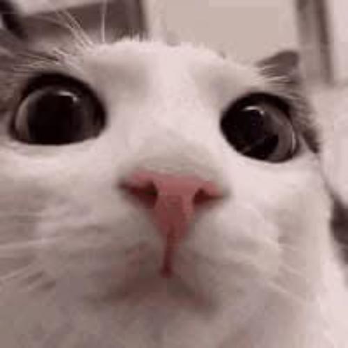 สมาชิกหมายเลข 6374237