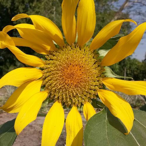 สมาชิกหมายเลข 2732347