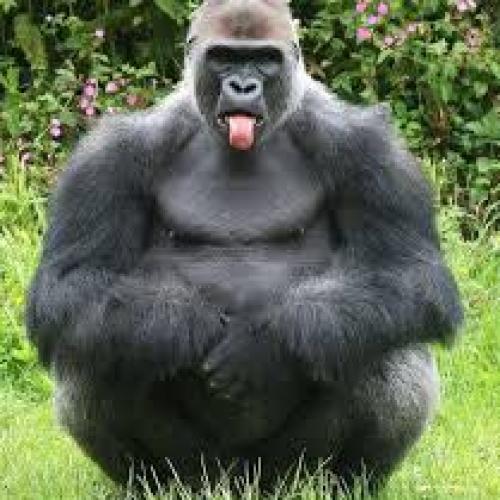 สมาชิกหมายเลข 3351120