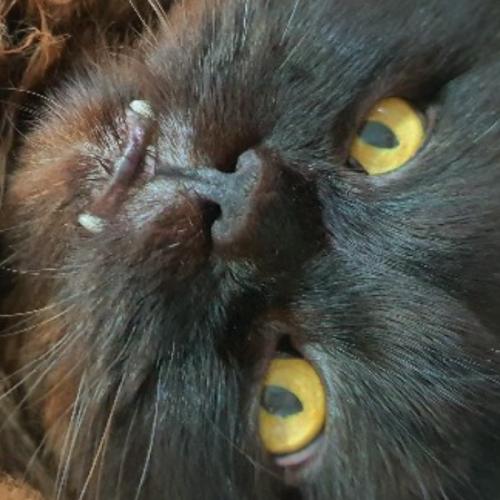 สมาชิกหมายเลข 3874106