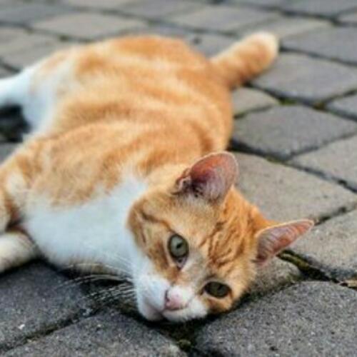 สมาชิกหมายเลข 4190316