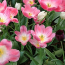 สมาชิกหมายเลข 5187220