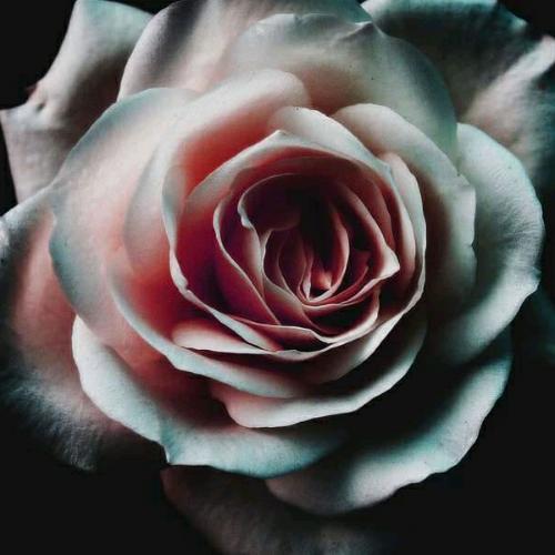 สมาชิกหมายเลข 5220939