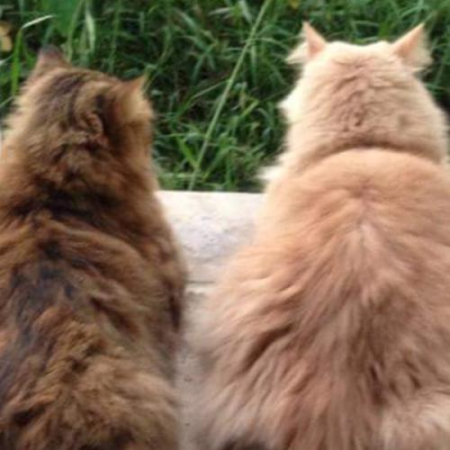 สมาชิกหมายเลข 3804903