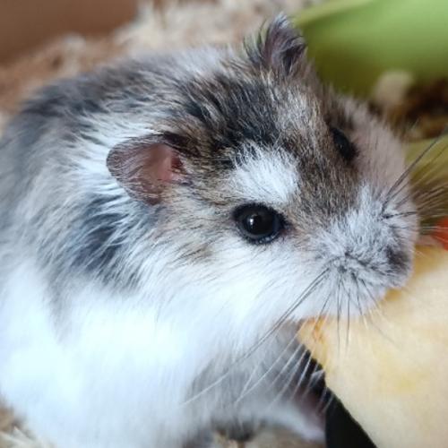 สมาชิกหมายเลข 8563345